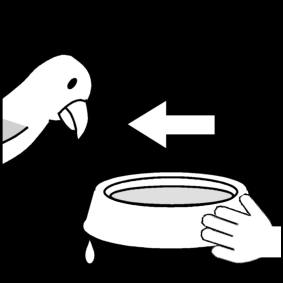 donner de l'eau au perroquet